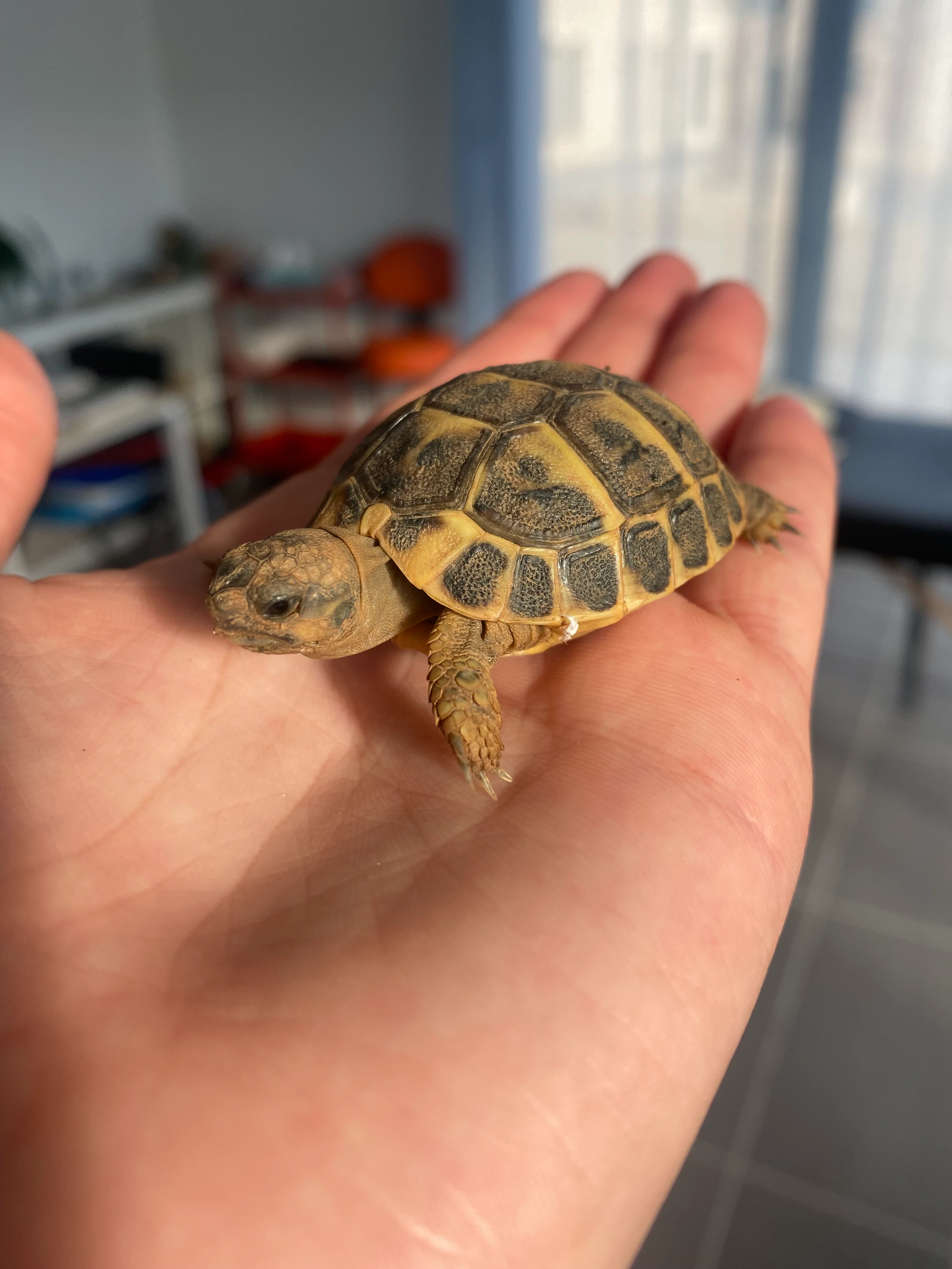 Osteopathie animale - scene 1