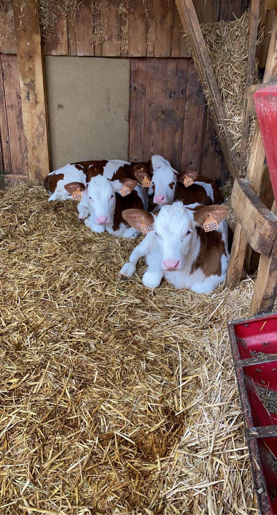 Osteopathie animale - scene 109