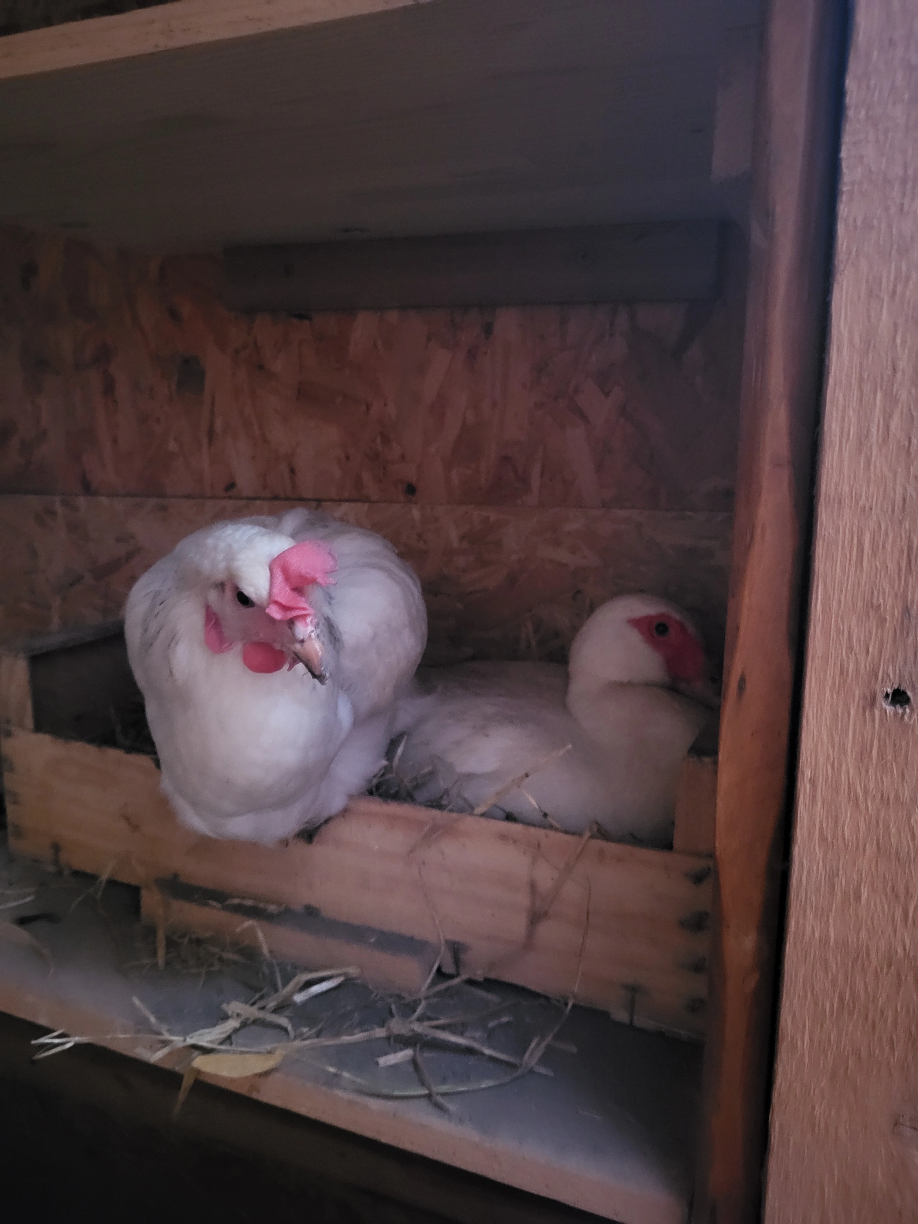 Osteopathie animale - scene 11