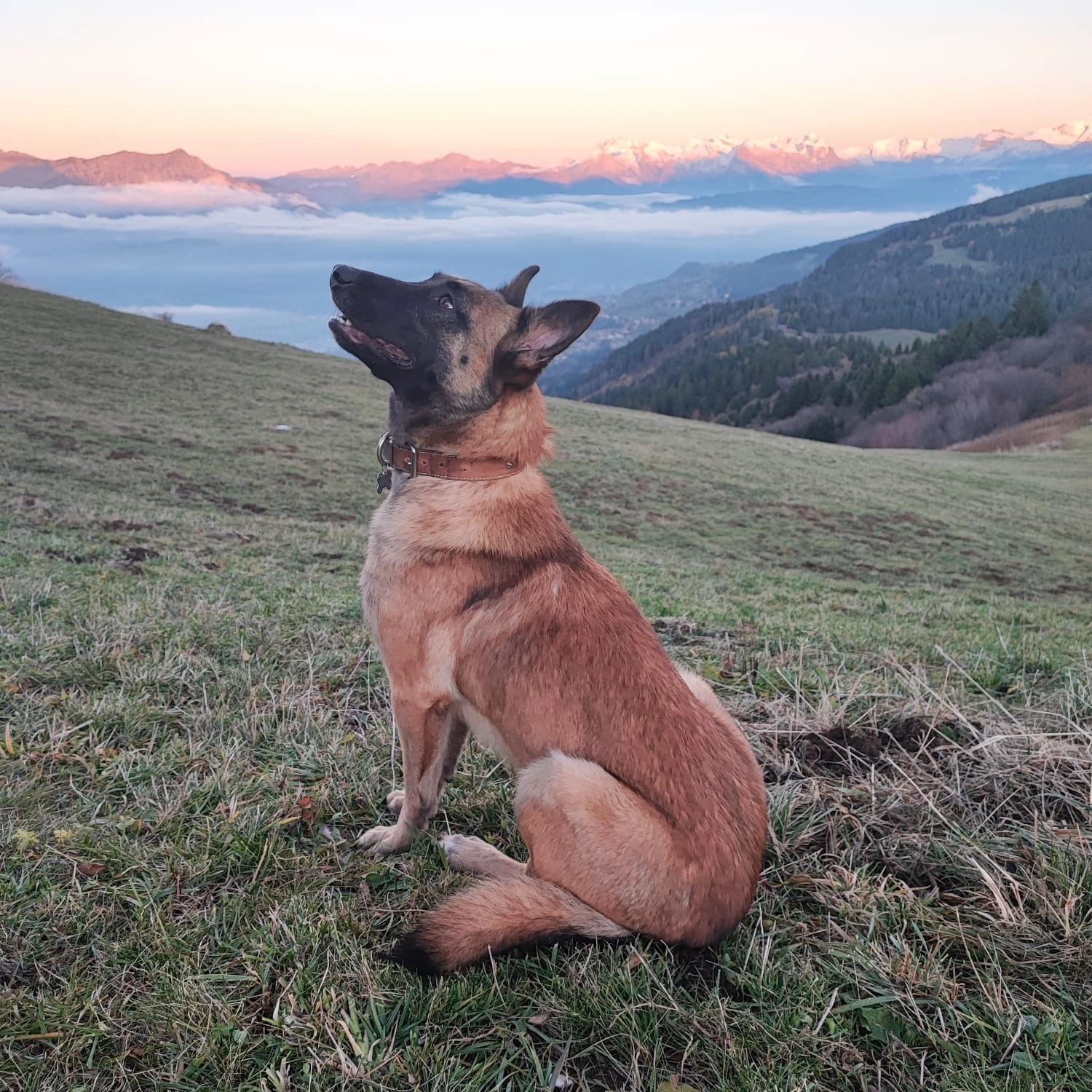 Osteopathie animale - scene 13