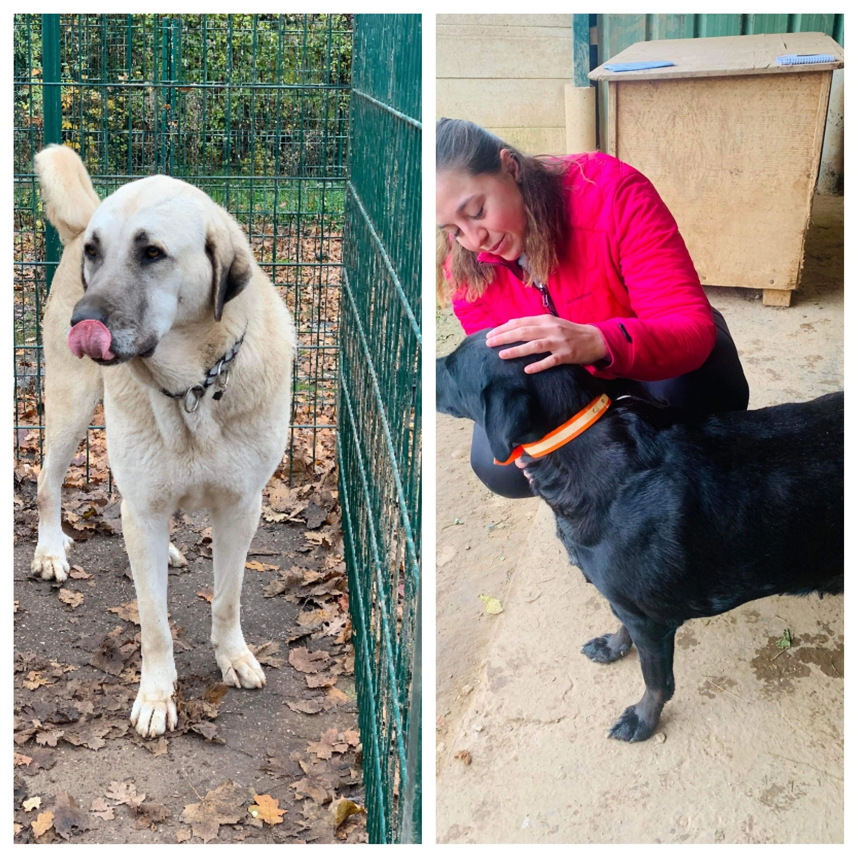 Osteopathie animale - scene 39