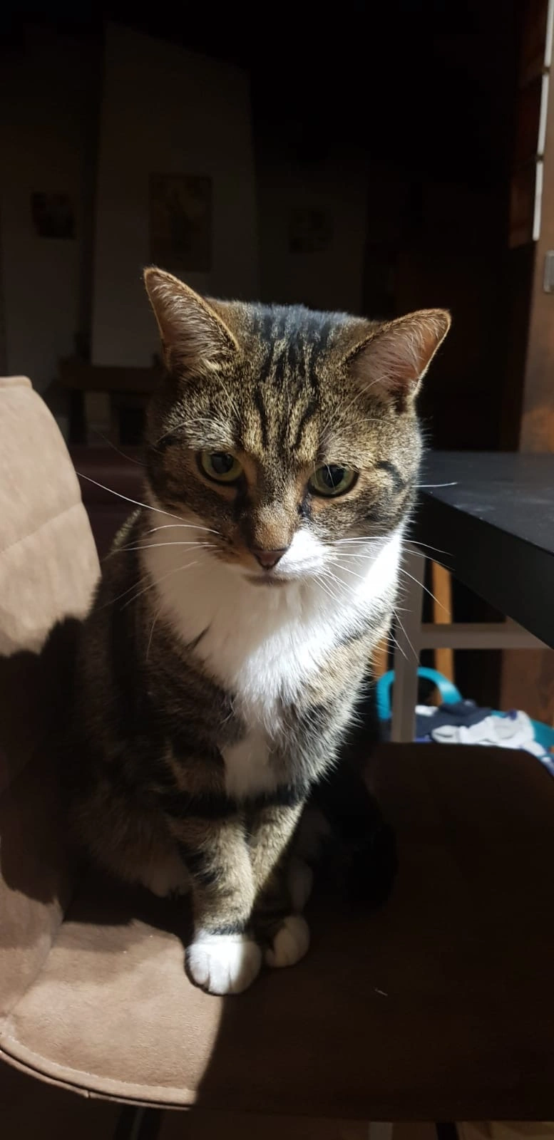 Osteopathie animale - scene 49