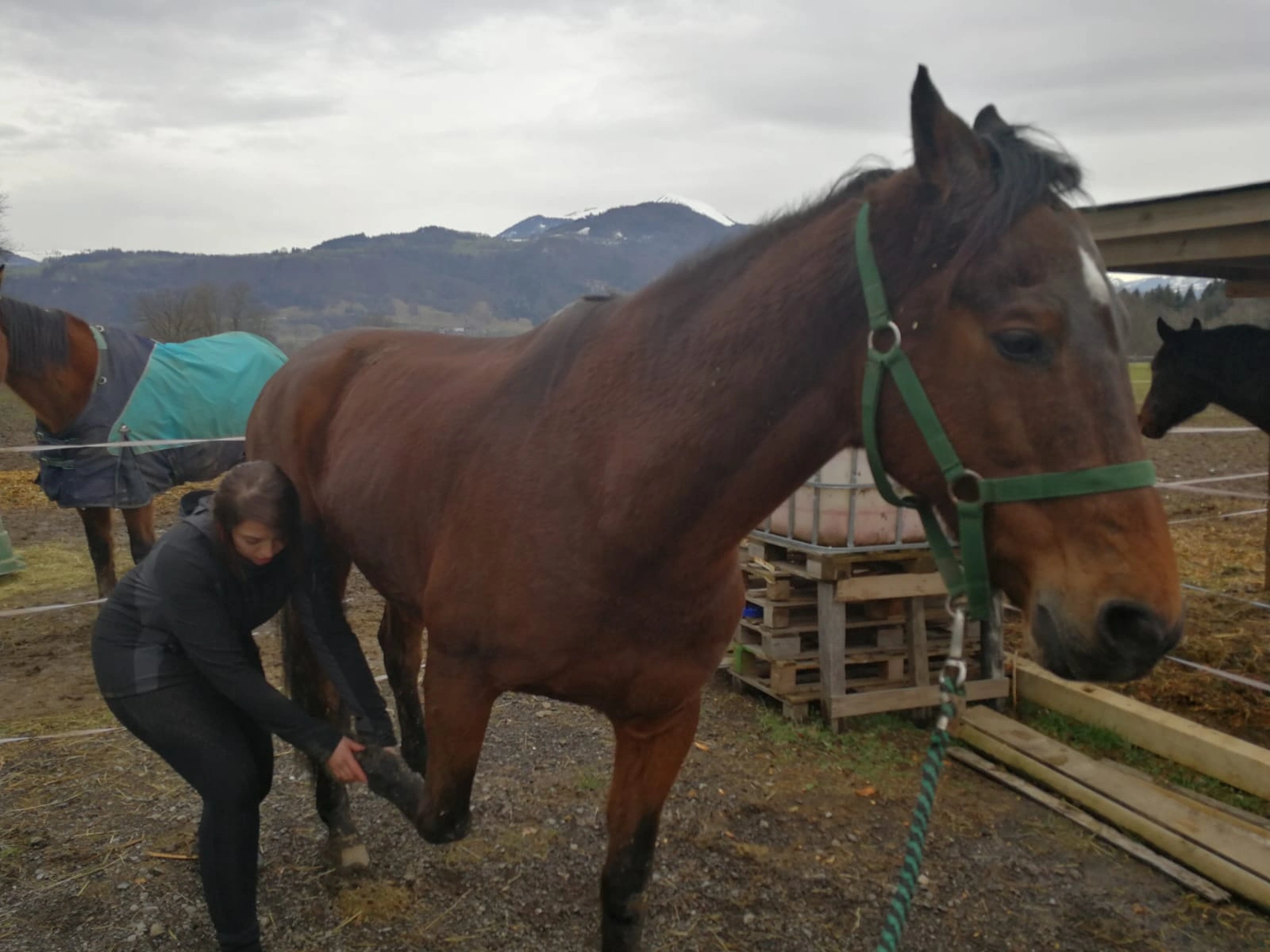 Osteopathie animale - scene 56