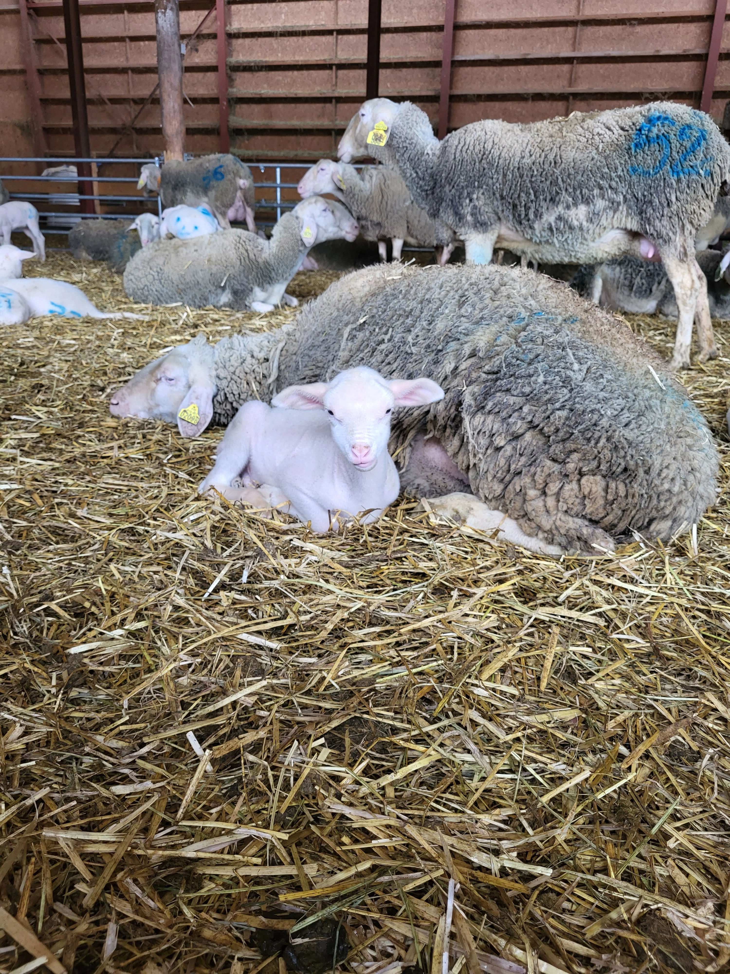 Osteopathie animale - scene 8