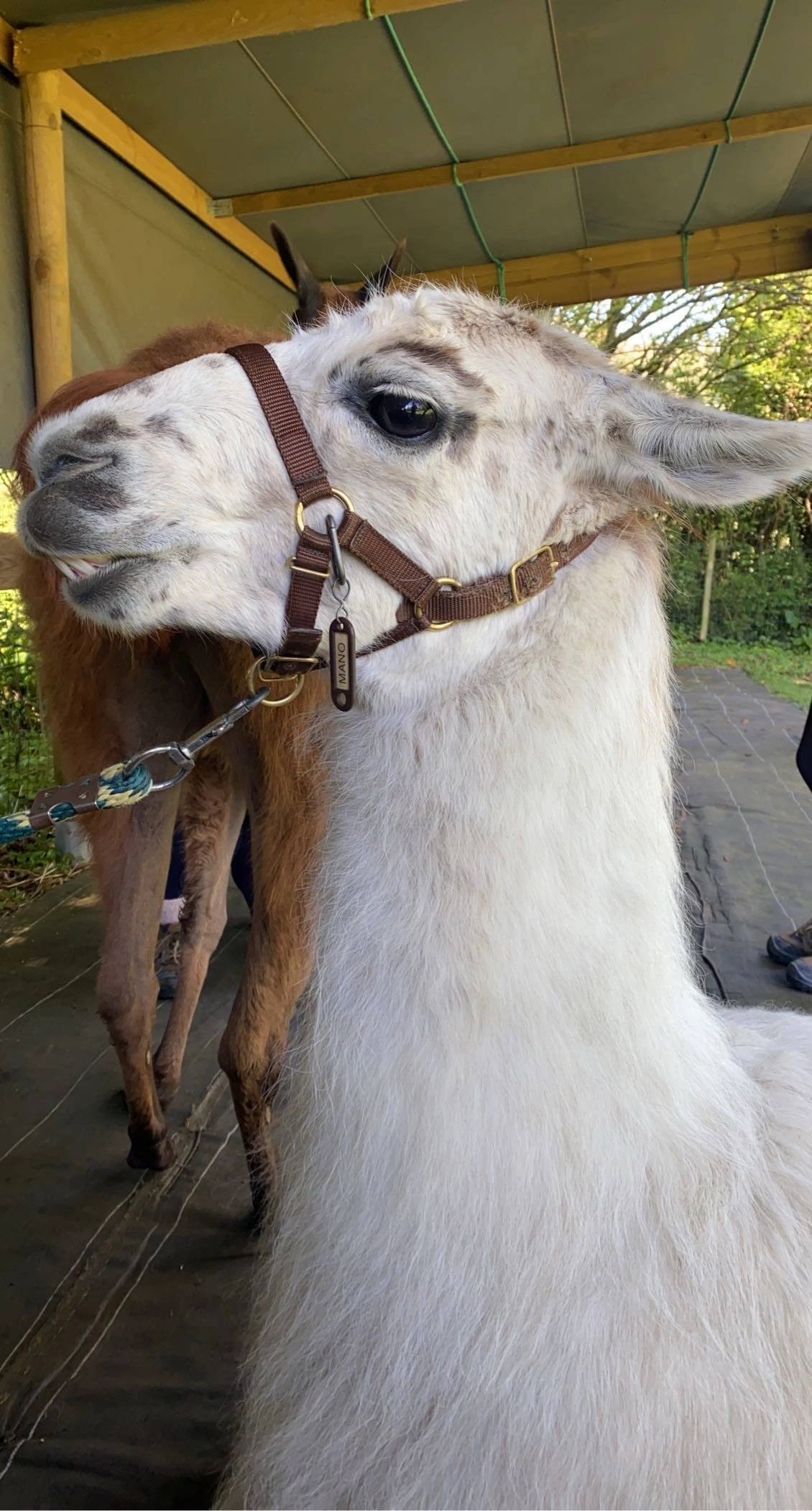 Osteopathie animale - scene 84