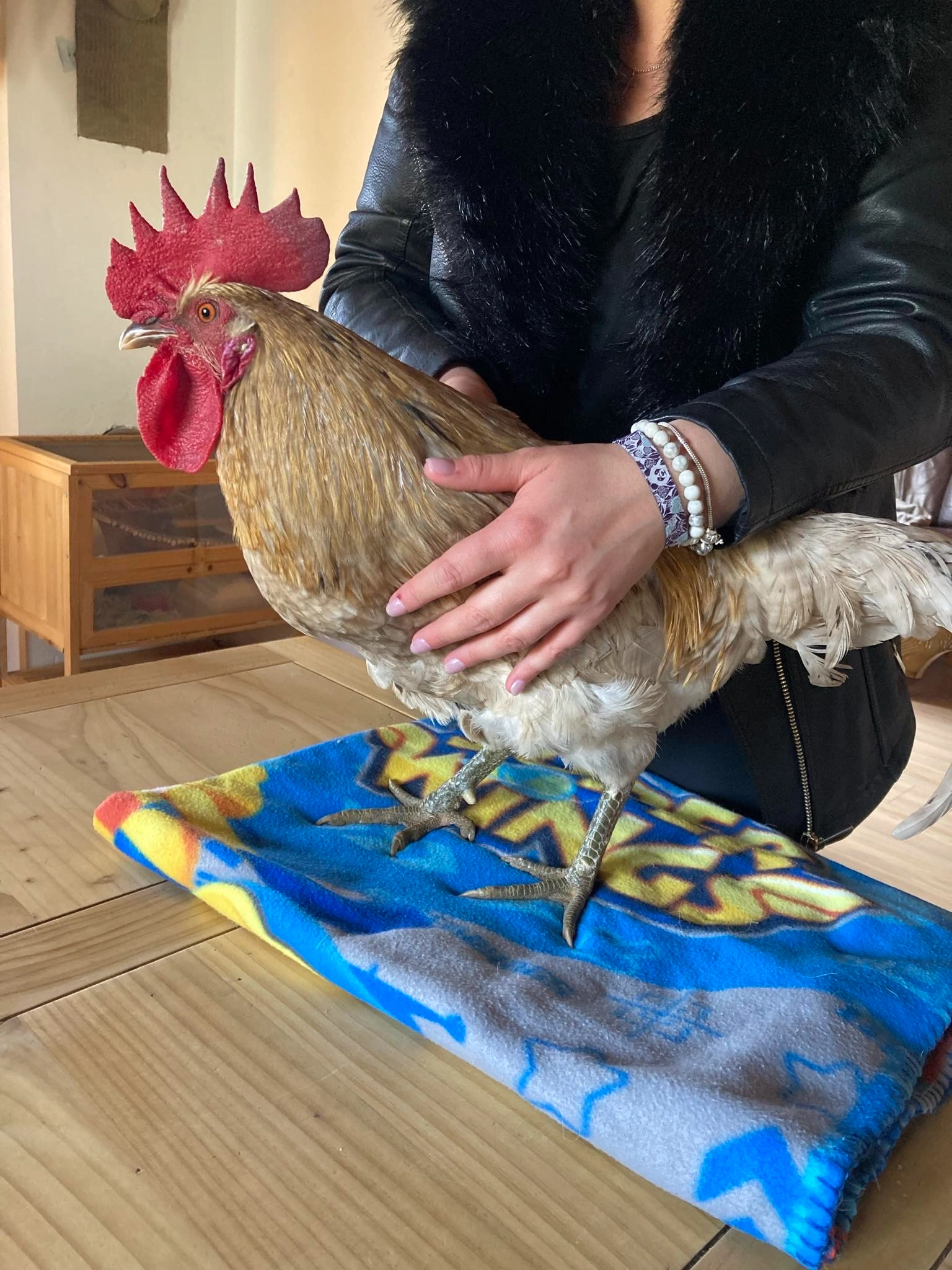 Osteopathie animale - scene 95