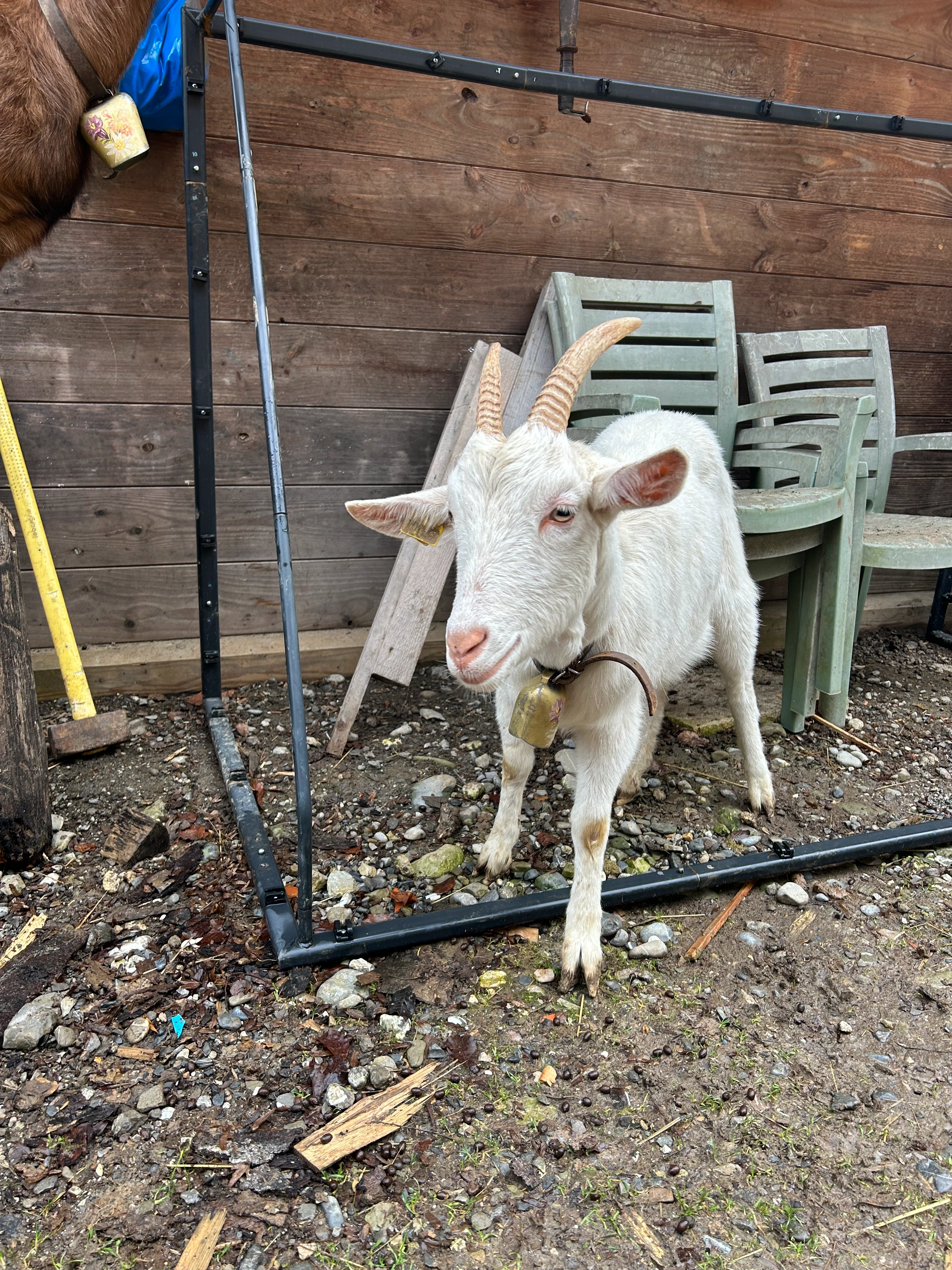 Osteopathie animale - scene 99