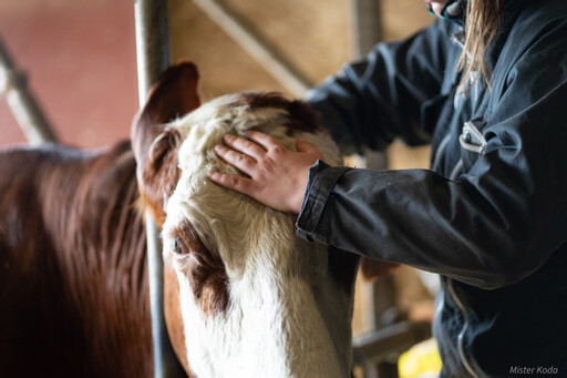 Ostéopathie douce sur un bovin